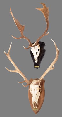 Lot 102 - Antlers/Horns: Fallow & Red Deer Antlers (Dama...