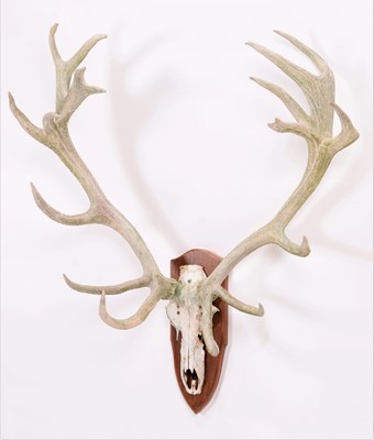 Lot 152 - Antlers/Horns: European Red Deer (Cervus...