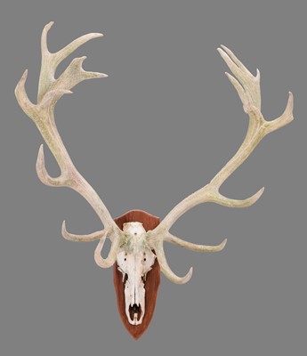Lot 152 - Antlers/Horns: European Red Deer (Cervus...