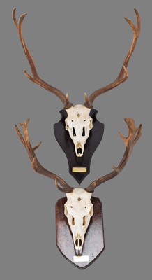 Lot 117 - Antlers/Horns: European Fallow Deer (Dama...