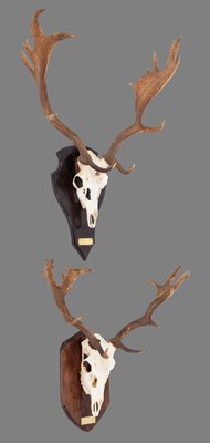 Lot 117 - Antlers/Horns: European Fallow Deer (Dama...