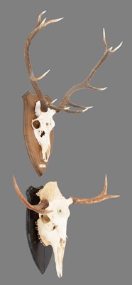 Lot 90 - Antlers/Horns: European Moose & Red Deer...