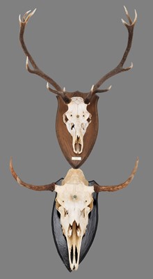 Lot 90 - Antlers/Horns: European Moose & Red Deer...