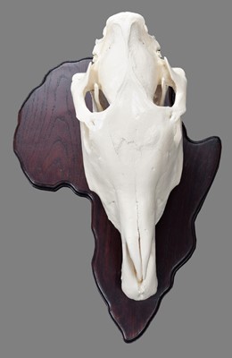 Lot 241 - Skulls/Anatomy: Burchell's Zebra Skull (Equus...