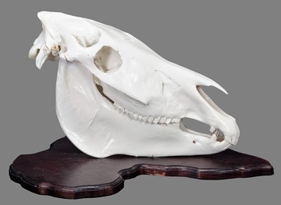 Lot 241 - Skulls/Anatomy: Burchell's Zebra Skull (Equus...