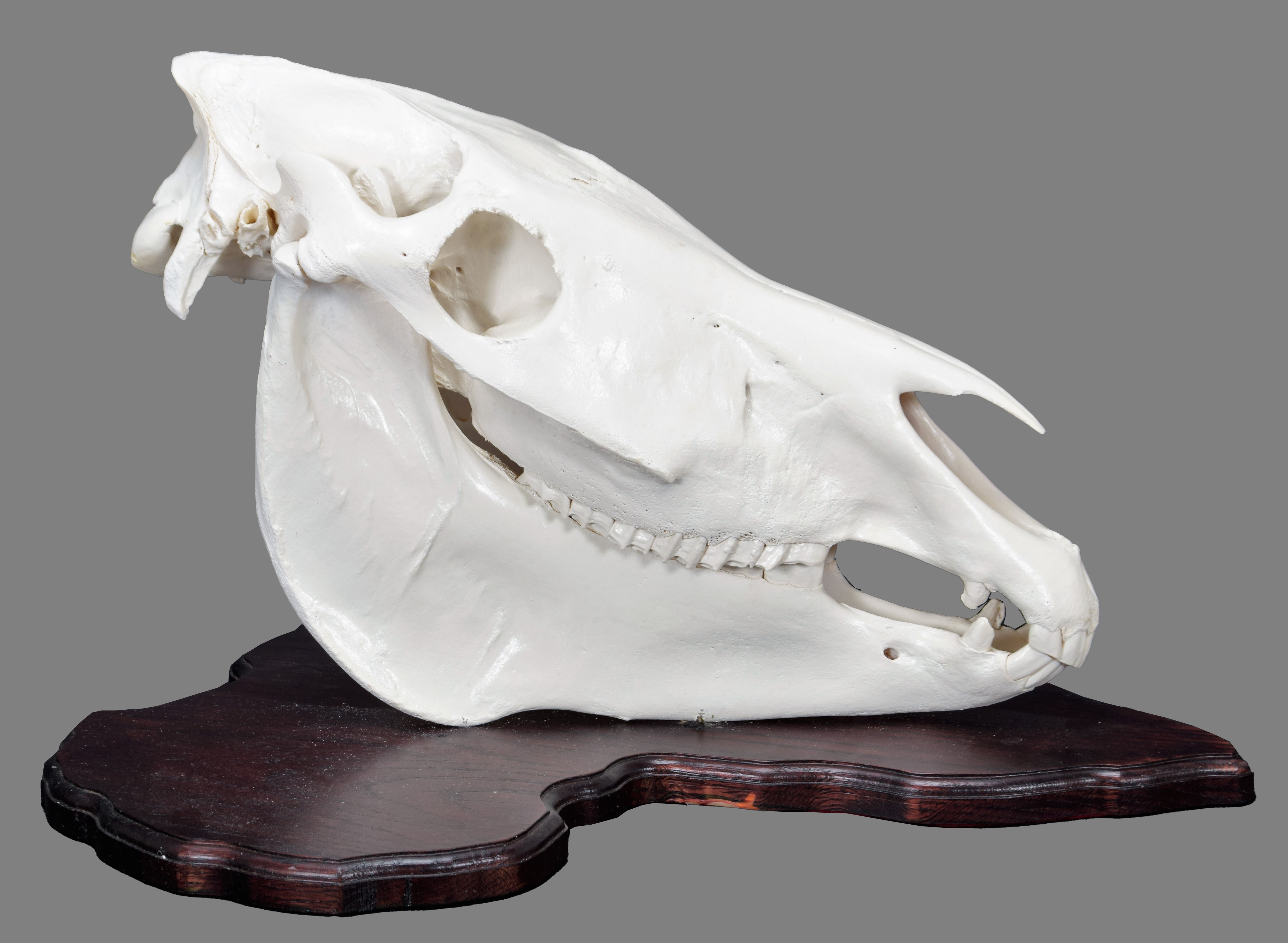 Lot 241 Skulls/Anatomy Burchell's Zebra Skull