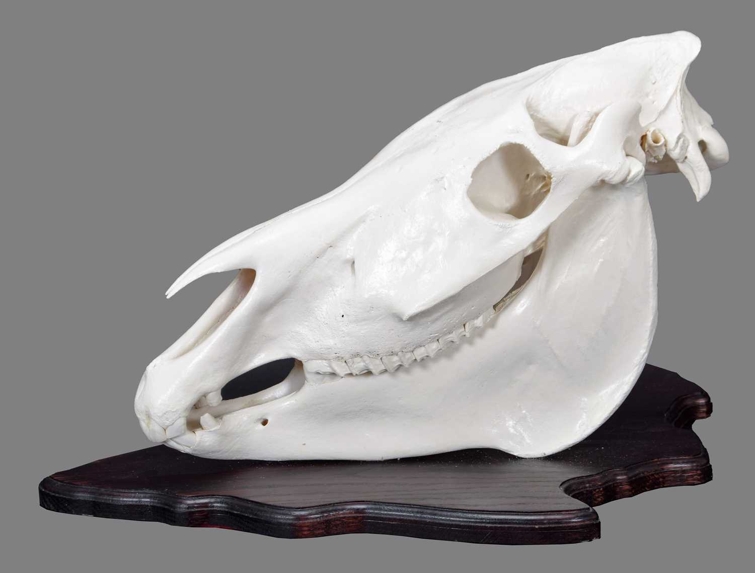 Lot 1100 - Skulls/Anatomy: Burchell's Zebra Skull (Equus...