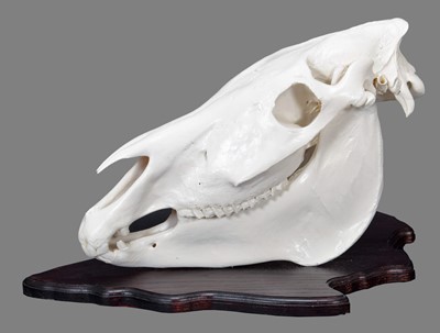 Lot 241 - Skulls/Anatomy: Burchell's Zebra Skull (Equus...