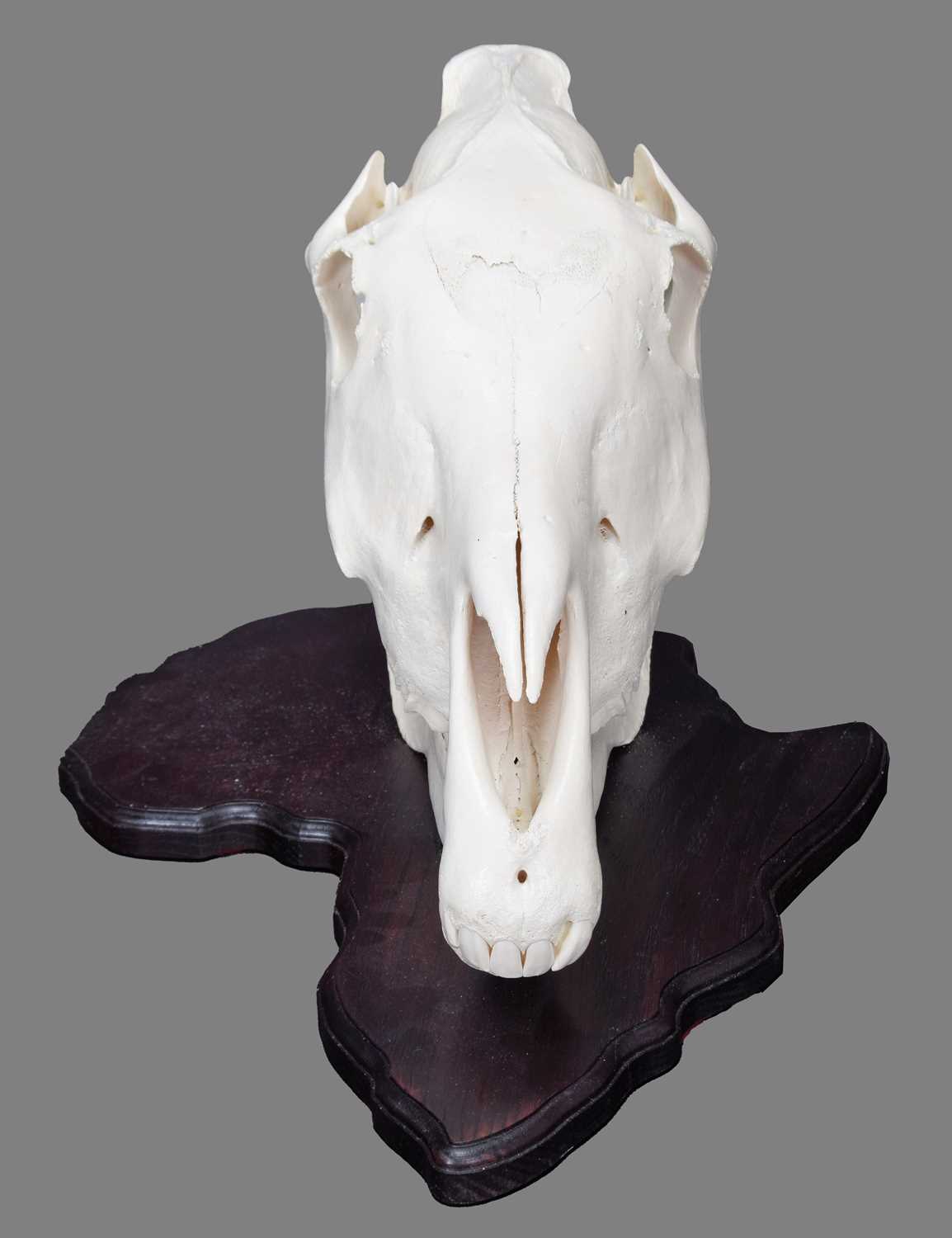 Lot 1100 Skulls/Anatomy Burchell's Zebra Skull