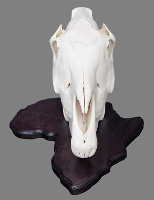 Lot 1100 - Skulls/Anatomy: Burchell's Zebra Skull (Equus...