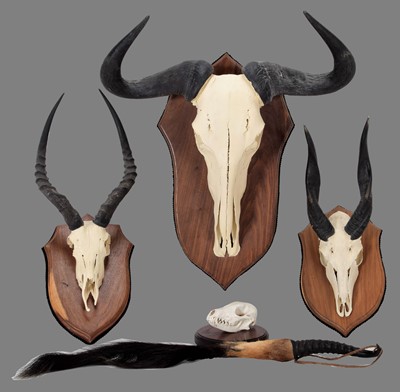 Lot 158 - Antlers/Horns: A Collection of African Game...