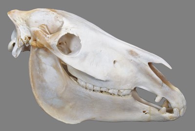 Lot 92 - Skulls/Anatomy: Burchell's Zebra Skull (Equus...