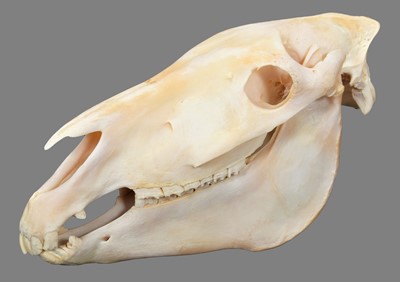 Lot 140 - Skulls/Anatomy: Burchell's Zebra Skull (Equus...