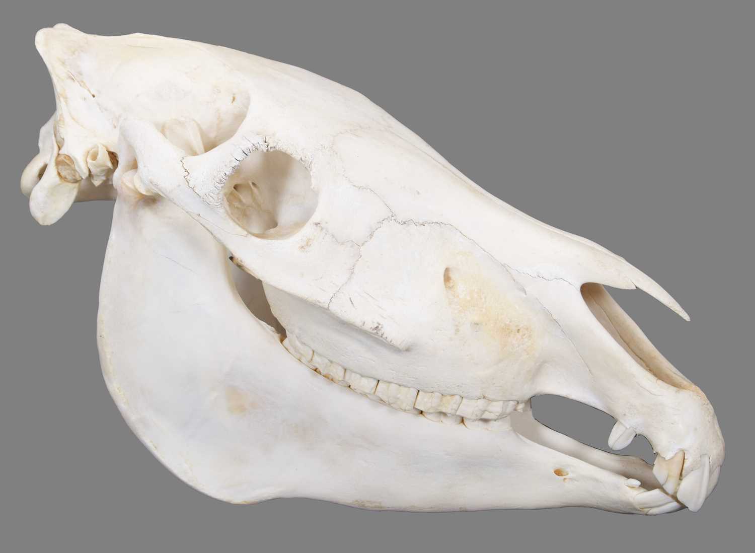 Lot 69 - Skulls/Anatomy: Burchell's Zebra Skull (Equus...