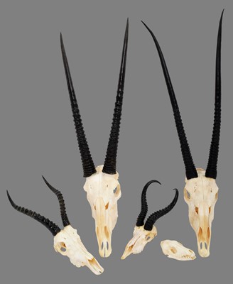 Lot 141 - Antlers/Horns: A Collection of African Game...