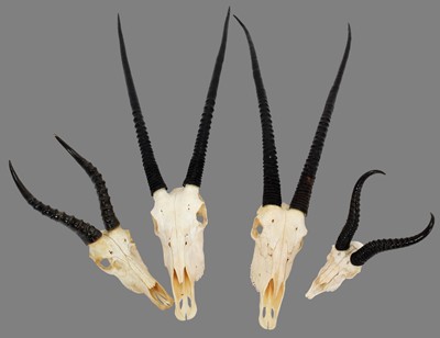 Lot 104 - Antlers/Horns: A Collection of African Game...