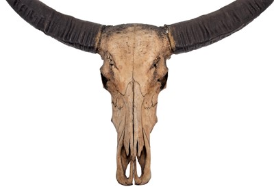 Lot 9 - Antlers/Horns: Indian Water Buffalo (Bubalus...
