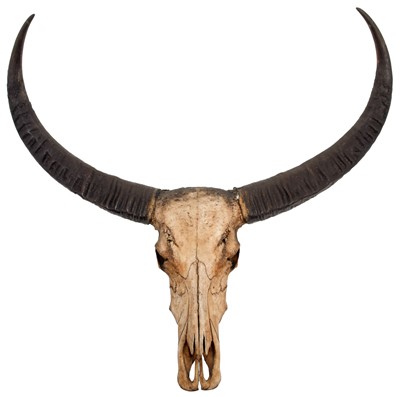 Lot 9 - Antlers/Horns: Indian Water Buffalo (Bubalus...