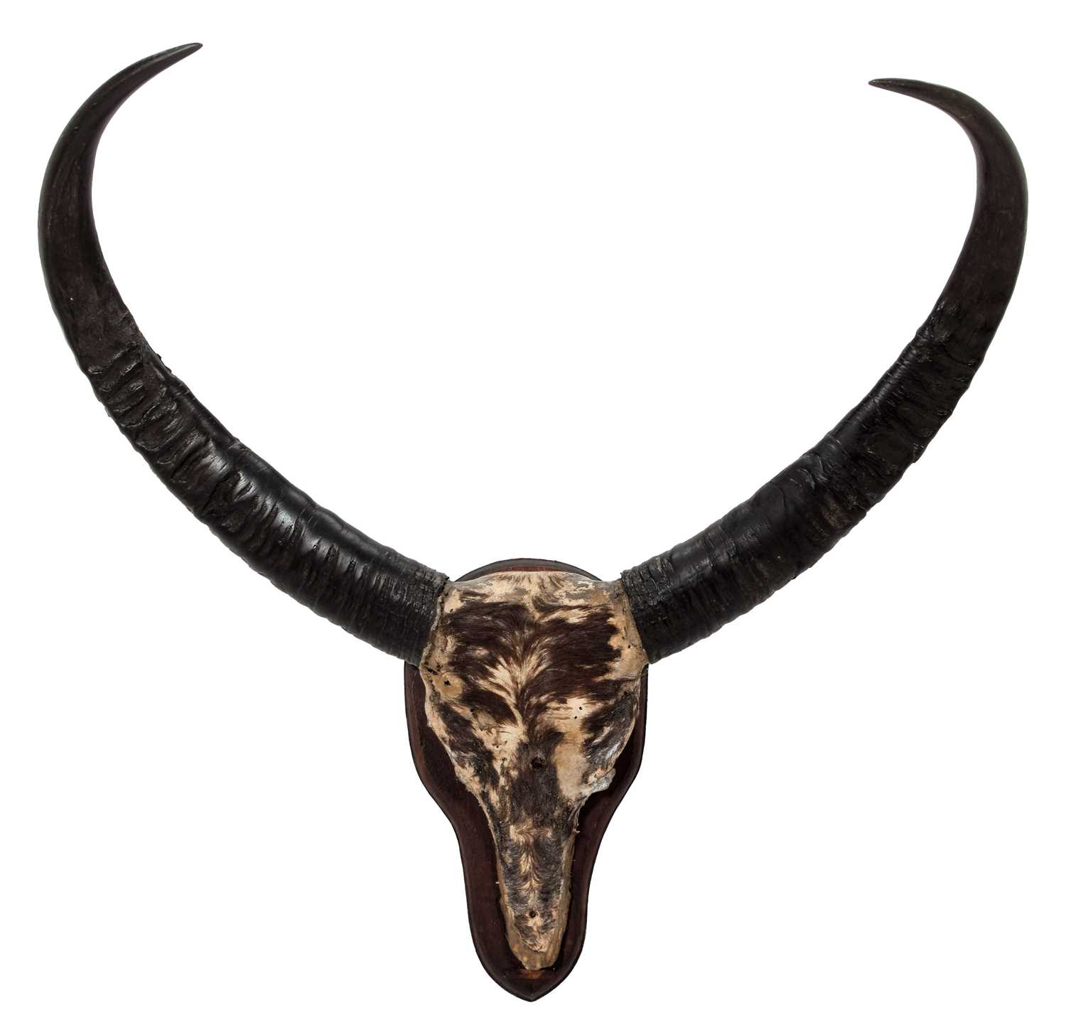 Lot 61 - Antlers/Horns: Indian Water Buffalo (Bubalus...