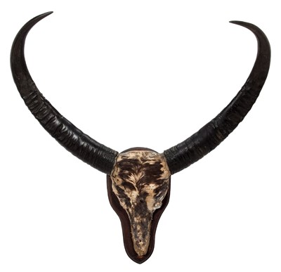 Lot 61 - Antlers/Horns: Indian Water Buffalo (Bubalus...