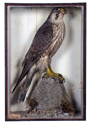 Lot 29 - Taxidermy: A Late Victorian Cased Peregrine...