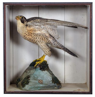 Lot 44 - Taxidermy: A Late Victorian Cased Peregrine...