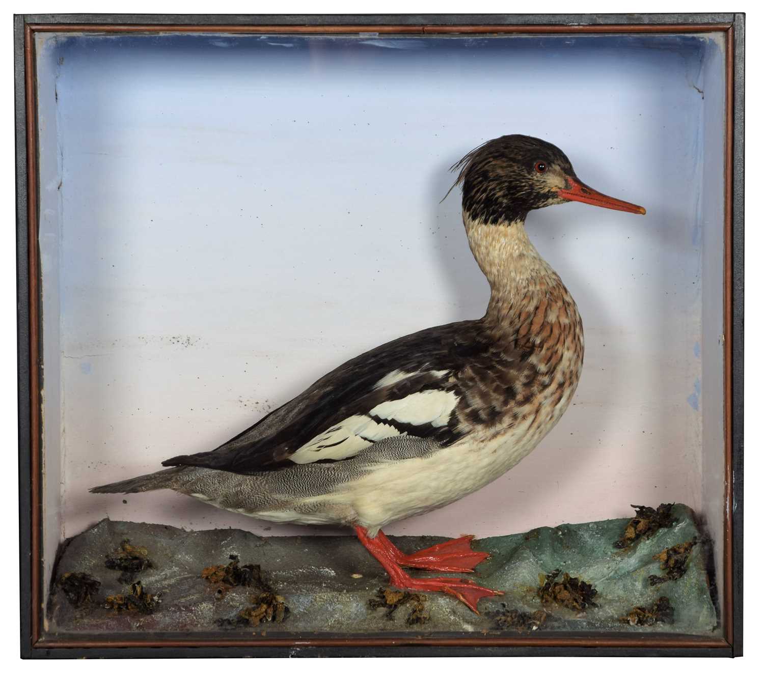 Lot 7 - Taxidermy: A Late Victorian Cased Red-Breasted...