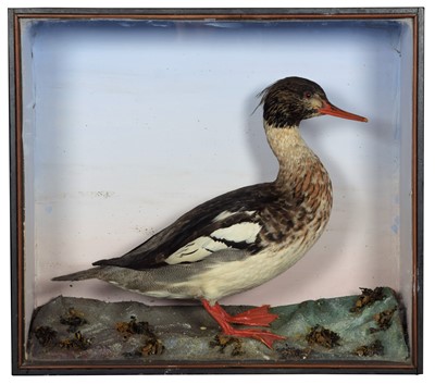 Lot 14 - Taxidermy: A Late Victorian Cased Red-Breasted...