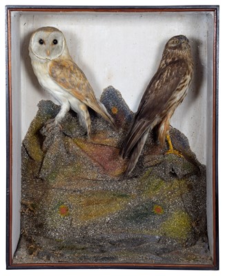 Lot 27 - Taxidermy: A Late Victorian Cased Barn Owl &...