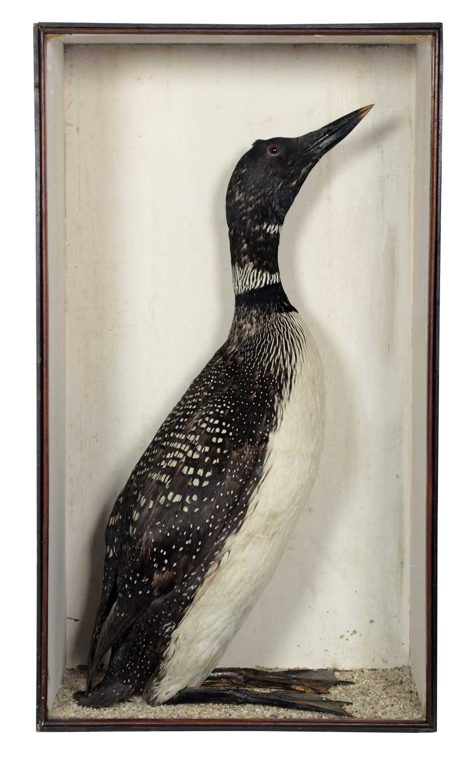 Lot 36 - Taxidermy: A Late Victorian Great Northern...