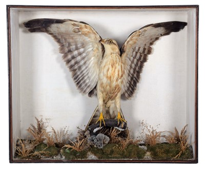 Lot 40 - Taxidermy: A Late Victorian Cased Rough-Legged...