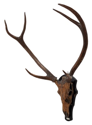 Lot 34 - Antlers/Horns: Indian Sambar (Cervus unicolor...