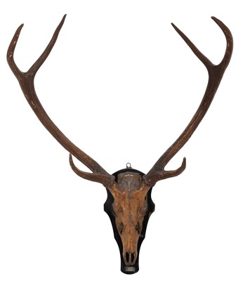 Lot 34 - Antlers/Horns: Indian Sambar (Cervus unicolor...