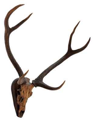 Lot 42 - Antlers/Horns: Indian Sambar (Cervus unicolor...
