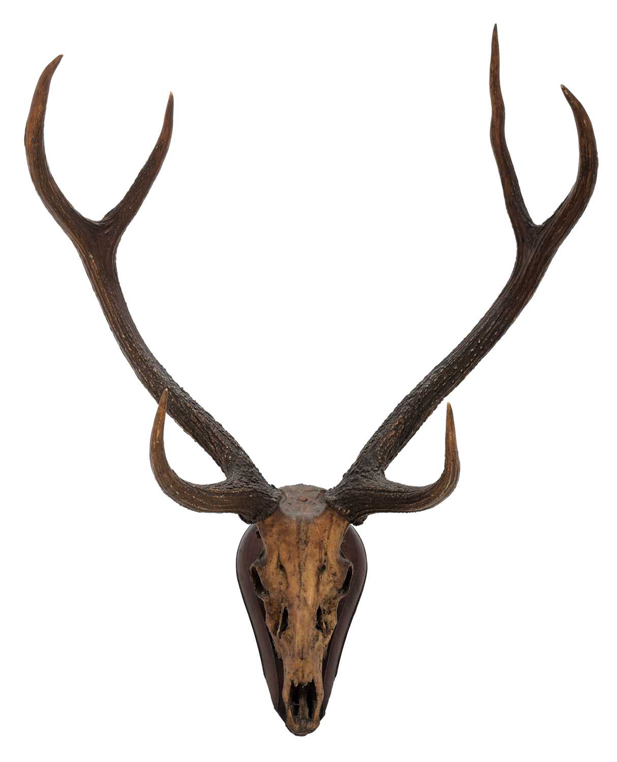 Lot 42 - Antlers/Horns: Indian Sambar (Cervus unicolor...