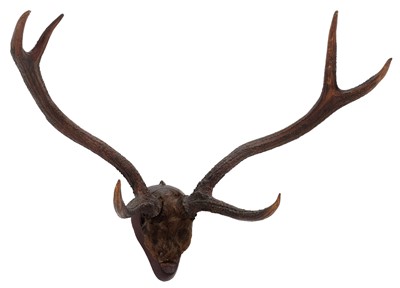 Lot 10 - Antlers/Horns: Indian Sambar (Cervus unicolor...