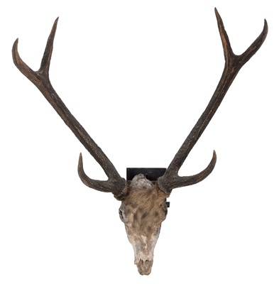 Lot 4 - Antlers/Horns; Indian Sambar (Cervus unicolor...