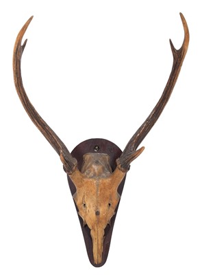 Lot 4 - Antlers/Horns; Indian Sambar (Cervus unicolor...