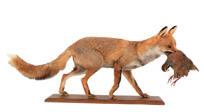 Lot 105 - Taxidermy: A European Red Fox (Vulpes vulpes),...