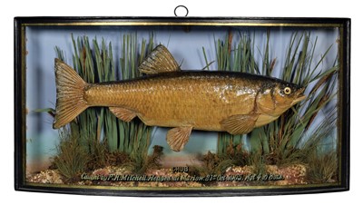 Lot 223 - Taxidermy: A Cased Common Chub (Squalius...