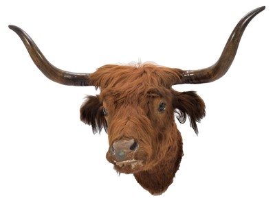 Lot 11 - Taxidermy: Scottish Highland Cattle (Bos...