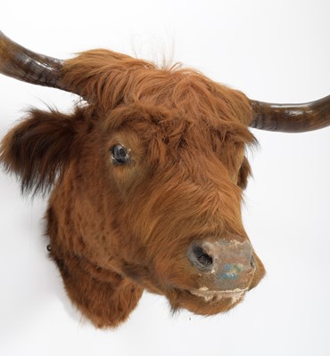 Lot 11 - Taxidermy: Scottish Highland Cattle (Bos...
