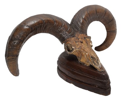 Lot 30 - Antlers/Horns: Blue Sheep or Bharal (Pseudois...