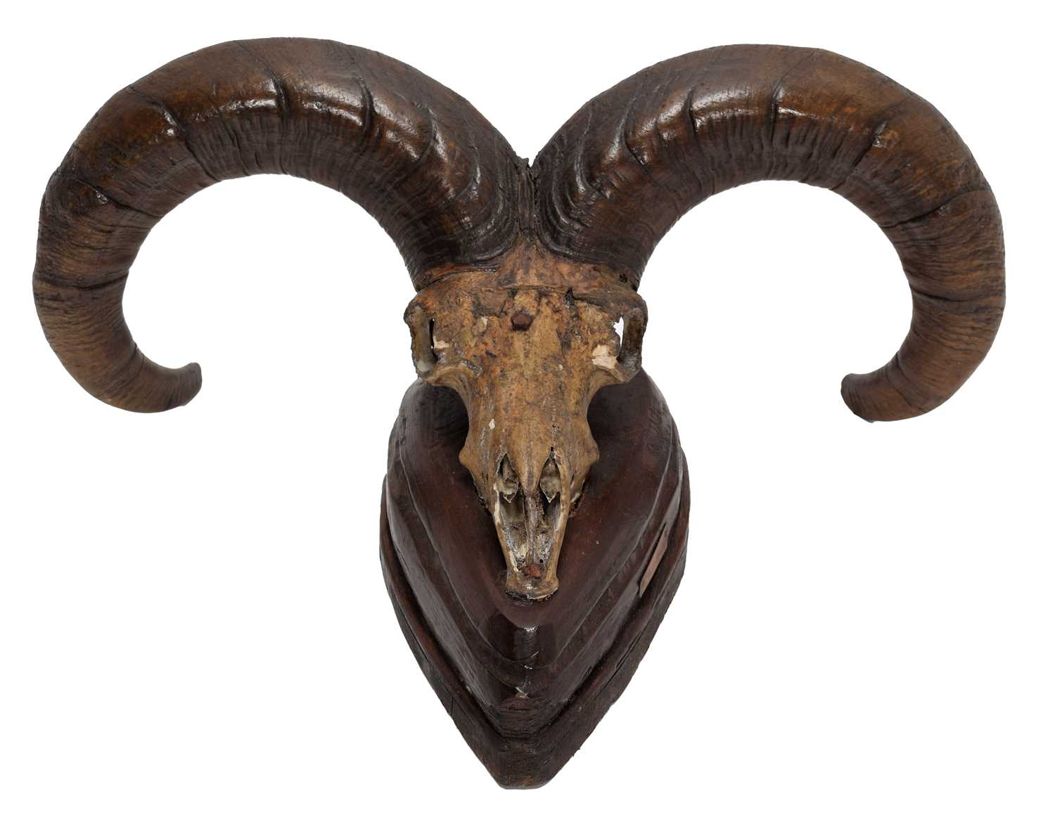 Lot 30 - Antlers/Horns: Blue Sheep or Bharal (Pseudois...
