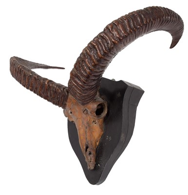 Lot 38 - Antlers/Horns: Pujab Urial or Salt range Urial...