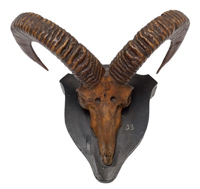 Lot 38 - Antlers/Horns: Pujab Urial or Salt range Urial...