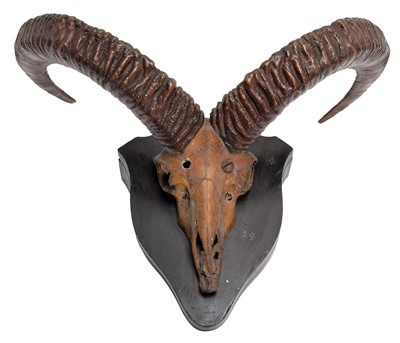 Lot 38 - Antlers/Horns: Pujab Urial or Salt range Urial...