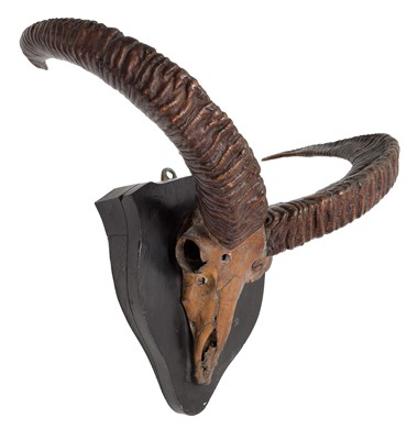 Lot 38 - Antlers/Horns: Pujab Urial or Salt range Urial...