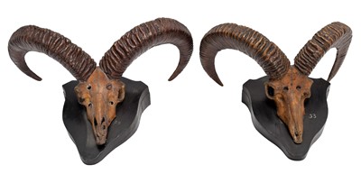 Lot 38 - Antlers/Horns: Pujab Urial or Salt range Urial...