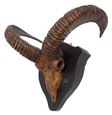 Lot 38 - Antlers/Horns: Pujab Urial or Salt range Urial...